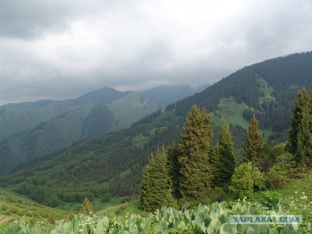 Дачные приколы