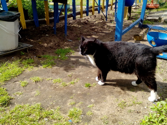 Котовторник 07.06.2016