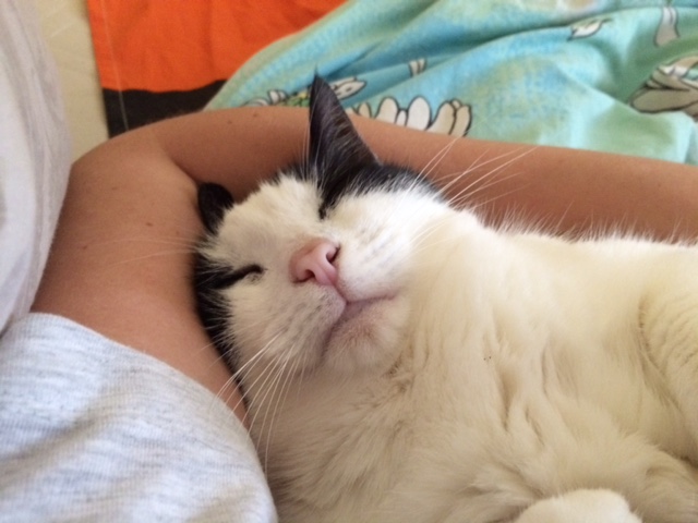 Котовторник 05.07.16
