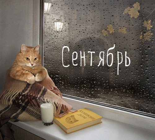 Прикольные животные
