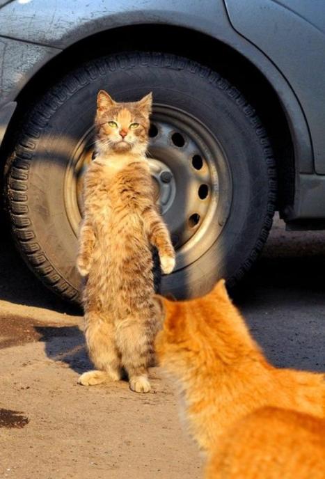 Коты из сети