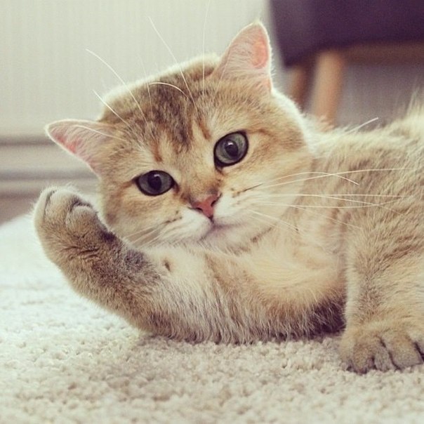 Коты из сети