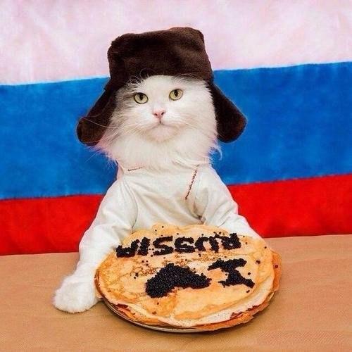 Коты из сети