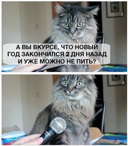 Котовторник 03.01.2017, первый в 2017!