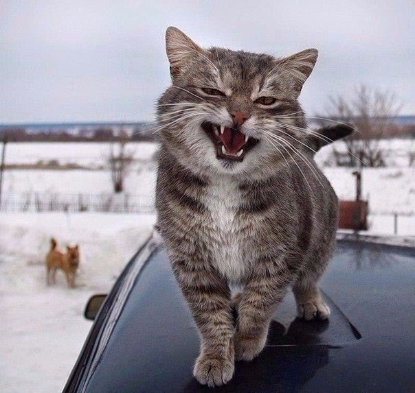 Коты и Кошки