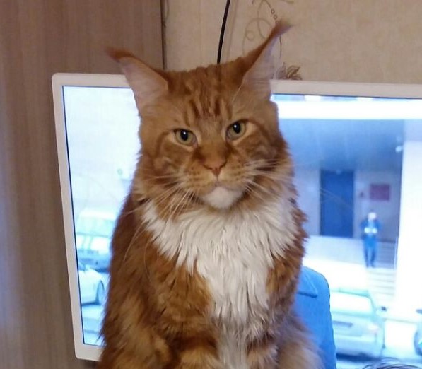 Коты и Кошки
