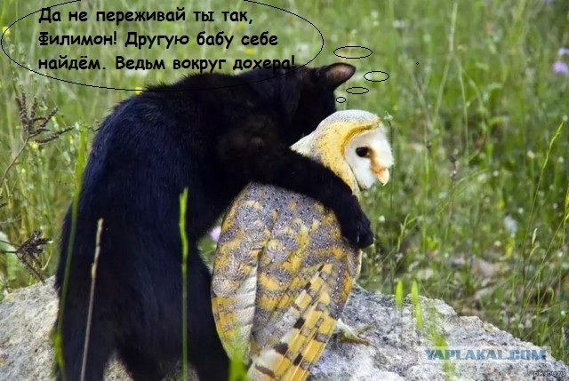 Прикольные картинки 19.06.2017.