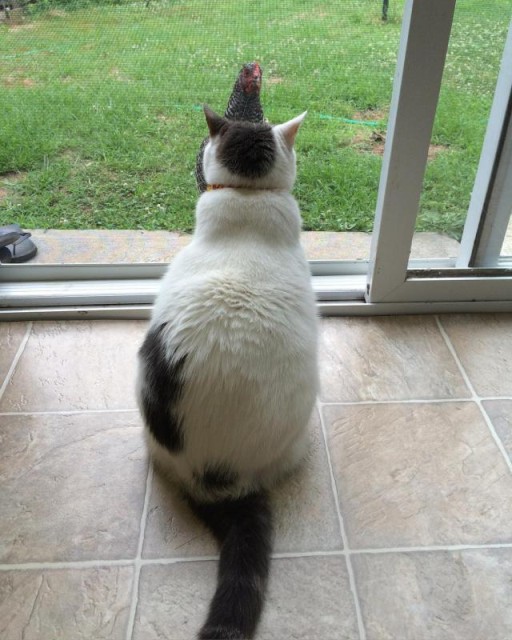 Коты и Кошки