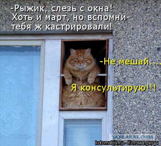 Молчание котят: депутаты решили запретить лаять и мяукать по ночам