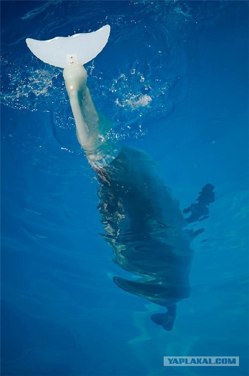 Дельфин с протезом
