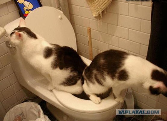 Котовторник на 22 июня
