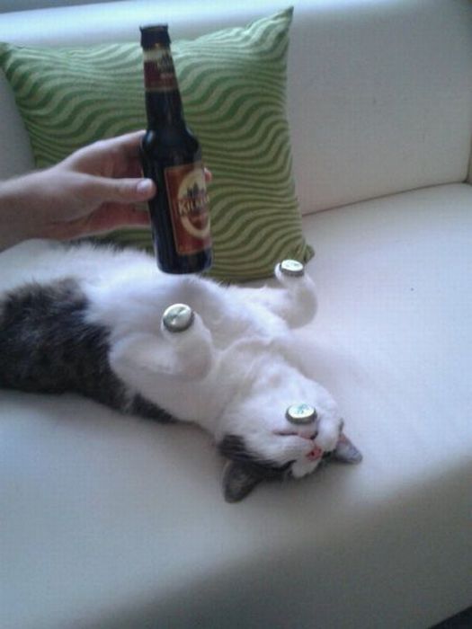 Котовторник! 11.10.11