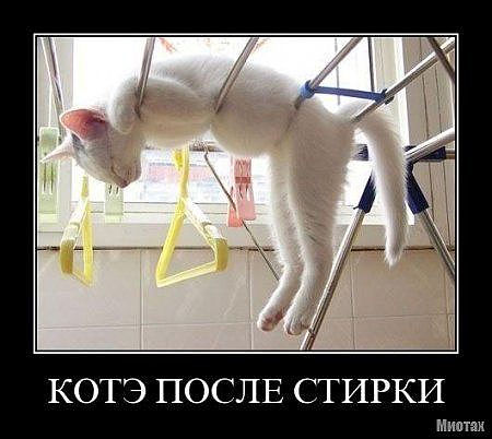 Самые смешные снимки животных за 2012 год