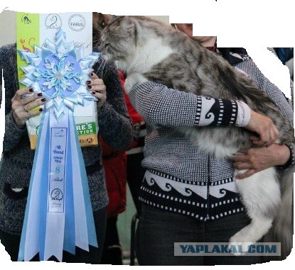 оЧумелые руки от скуки. Хобби № 1. Ribbons