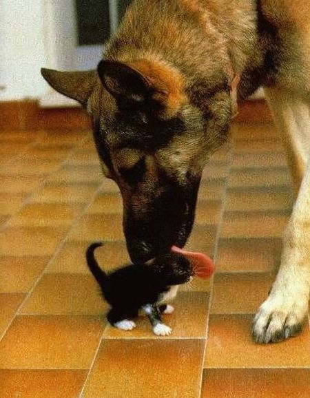 Уже не котовторник, но еще и не собакочетверг