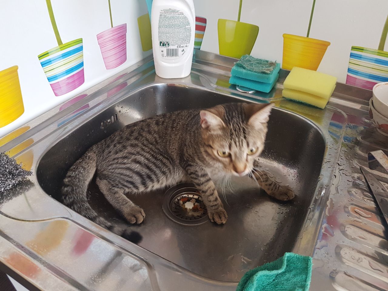 Коту Не Верь Он Ел
