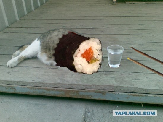 Фотожаба: Лето. Коту жарко