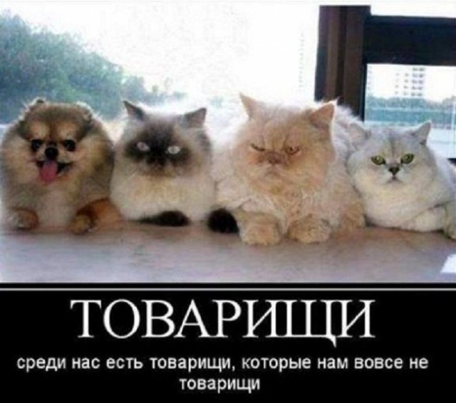 Немного картинок для настроения - 161