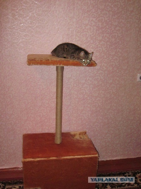 Котовторник 16.04.2013