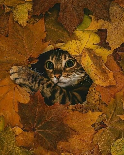 Осенний кот