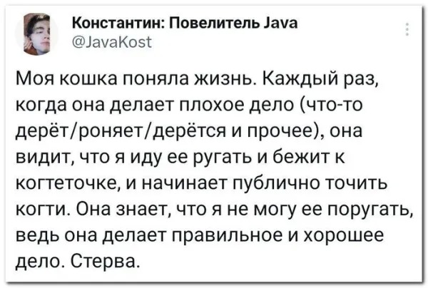 Котовторник