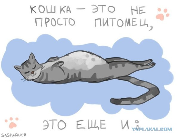 Когда есть кошка