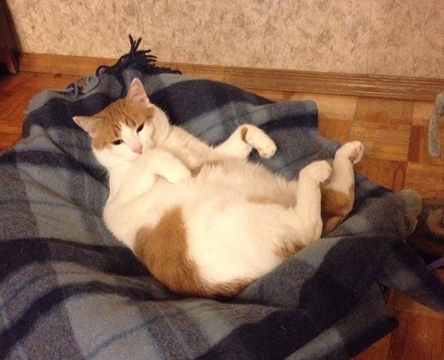 Котовторник 04.03.2014