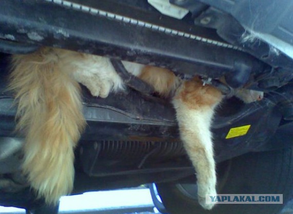 Автотюнинг 80lvl