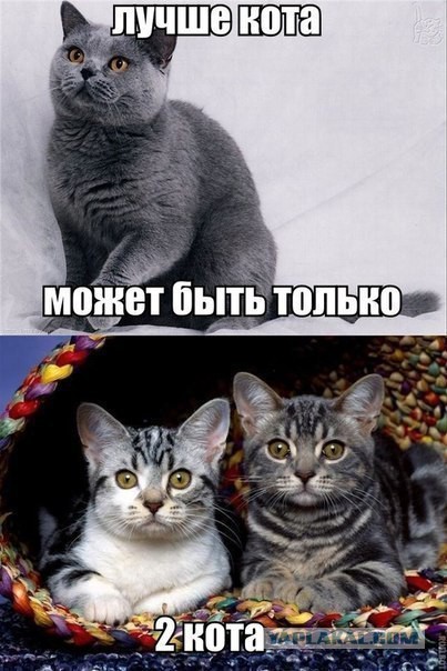 Счастье - в котиках :)