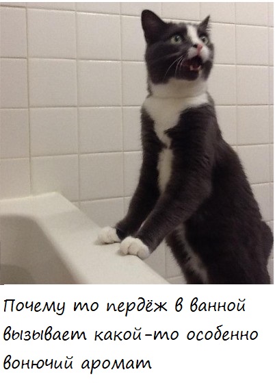 Котэ переживает.