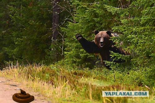 Фотожаба: Подвезите медведя