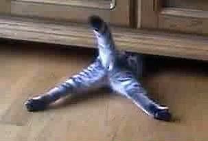 Коты, кошки, котята