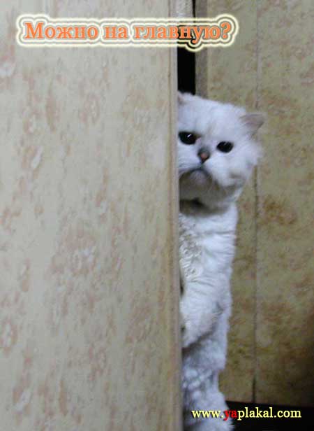 Коты, кошки, котята