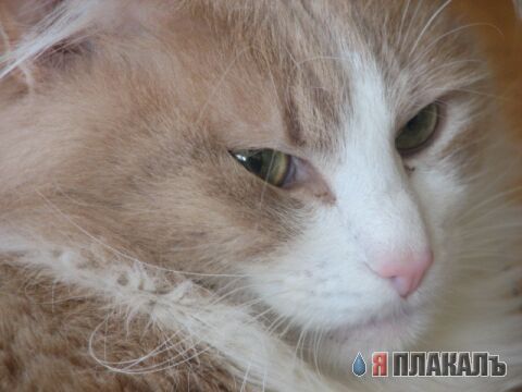 Коты, кошки, котята