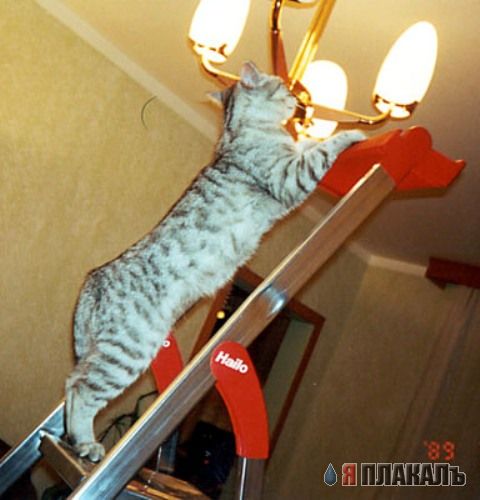 Коты, кошки, котята
