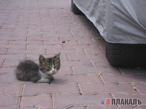 Позитивные кошаки на понедельник!