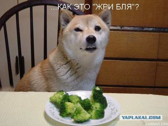 Исповедь сыроедки