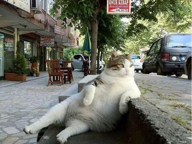 Памятник тому самому коту