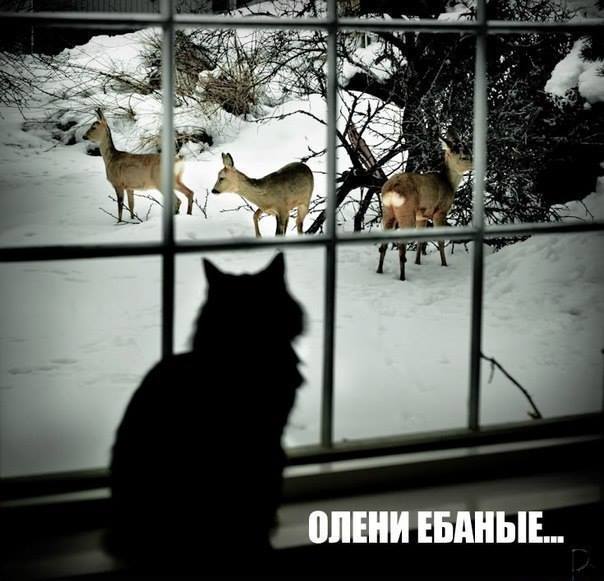 Немножко картинок