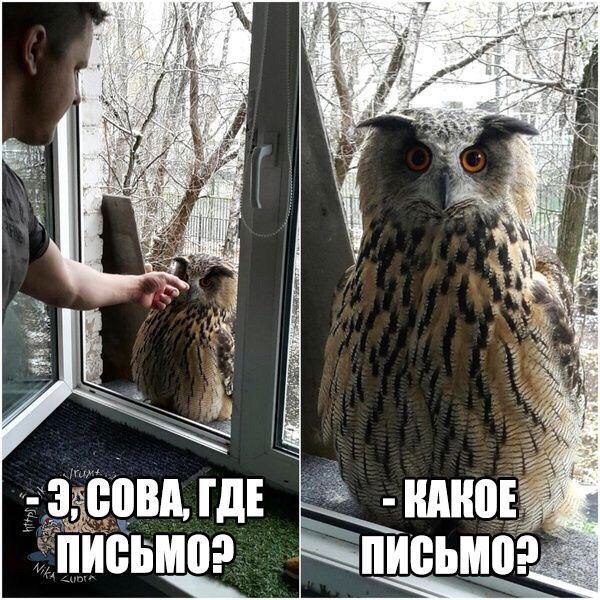 Порция картинок