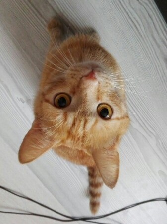 Требуется кот!