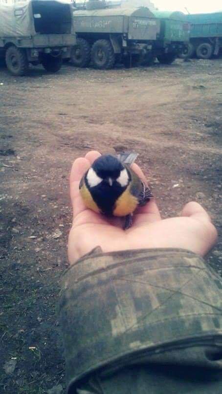 Подборка забавных животных