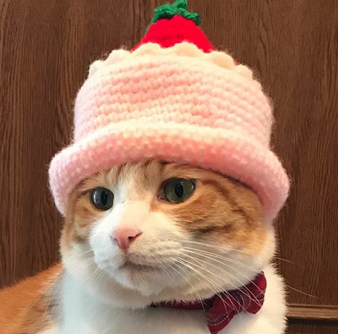 Котовторник!