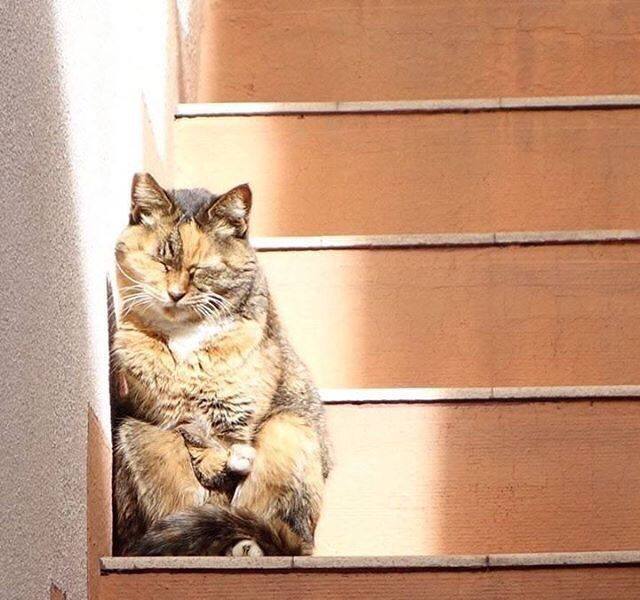 Прикольных котов пост