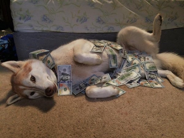 Живность из сети