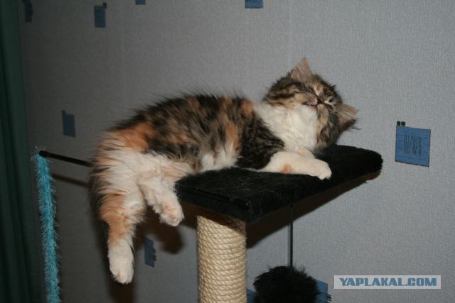 Котовторник на ЯПлакалъ (10.06.08), прикольные коты, добавляем свои!