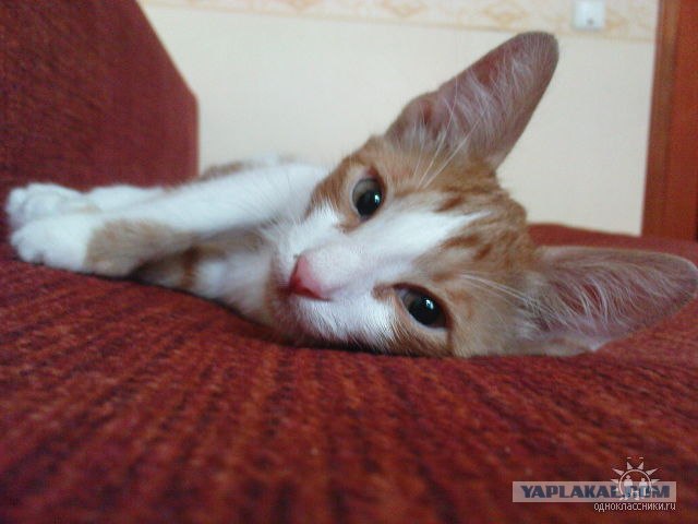Котовторник на ЯПлакалъ