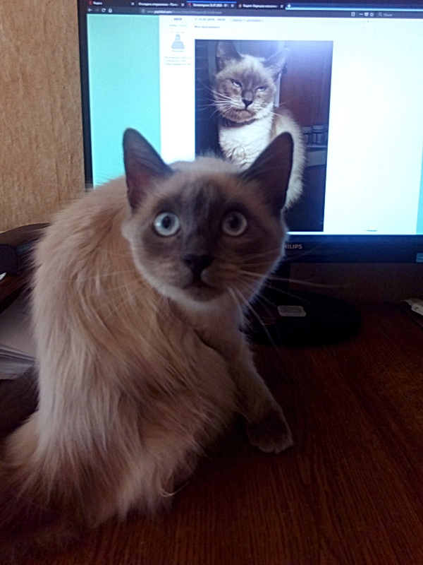 Котовторник  31.07.2018