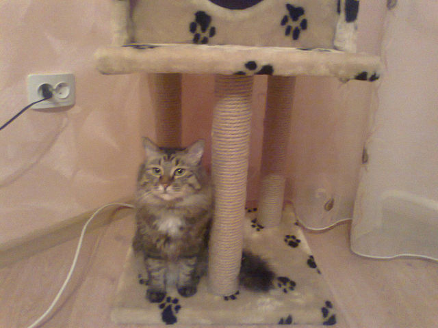 It's Catursday Fever! (Котовторник)