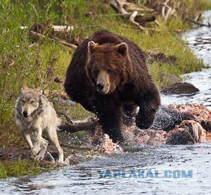 Схватка медведя и волка